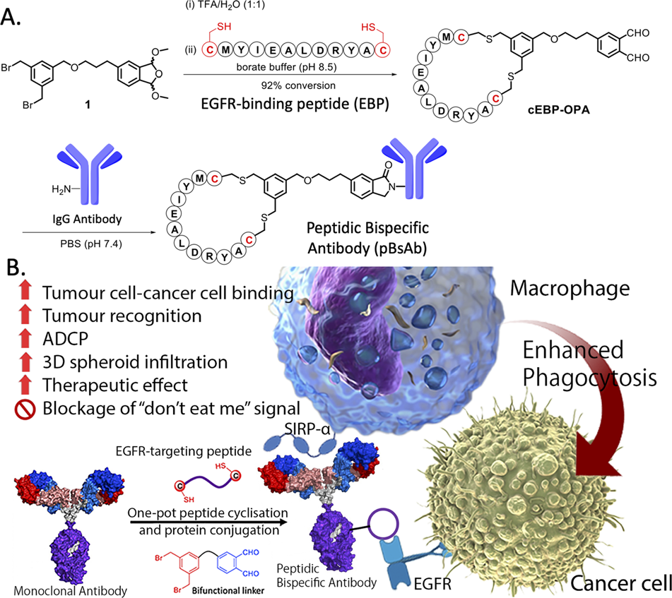 Macrophage-engaging peptidic bispecific antibodies（pBsAbs）for immunotherapy via a facile bioconjugation strategy